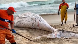 Dead humpback whale washes ashore in Rio de Janeiro