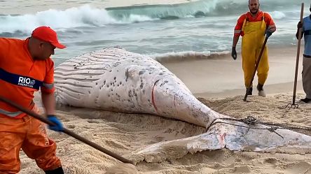 Dead humpback whale washes ashore in Rio de Janeiro