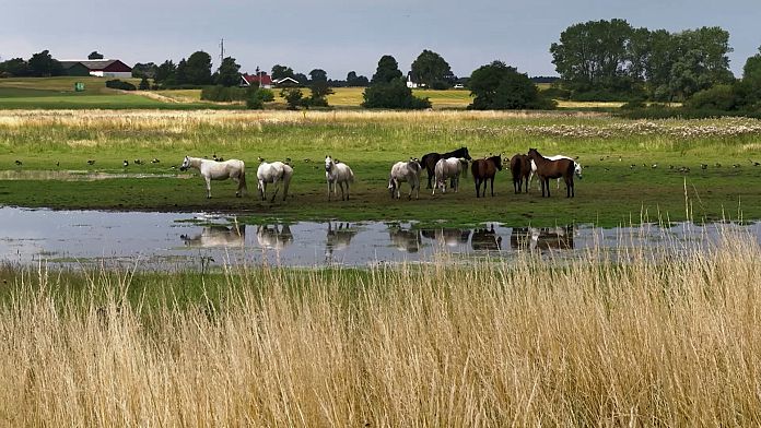 La rinaturalizzazione delle zone umide rallenta il riscaldamento globale e il declino delle specie