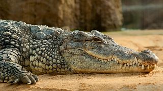 Agadir’s Crocodile Park launches Morocco’s first zipline over live reptiles