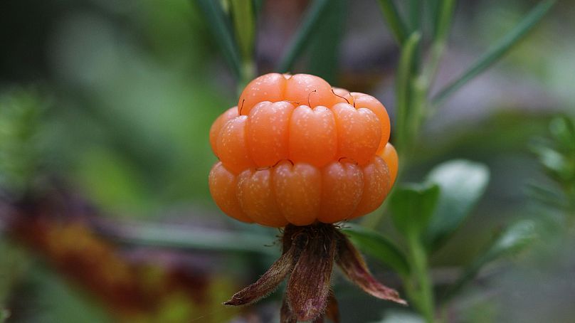 Sweet, tart and impossible to cultivate commercially at scale, cloudberries are one of the Arctic’s most elusive treasures.