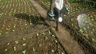 Le Sénégal et le Vietnam signent de nouveaux accords axés sur l'agriculture