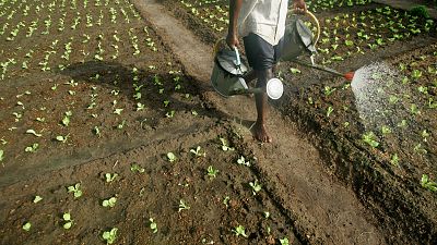 Le Sénégal et le Vietnam signent de nouveaux accords axés sur l'agriculture
