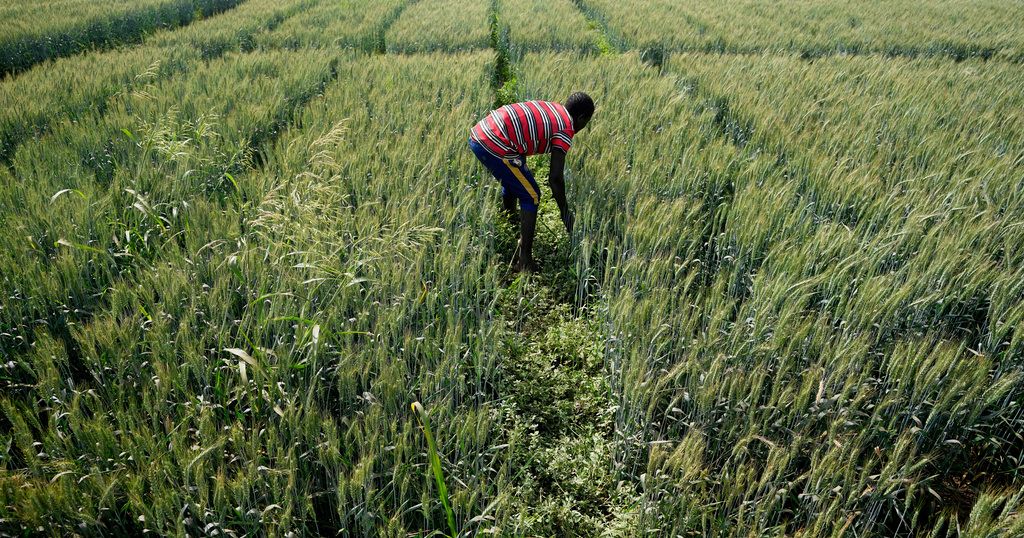 ‘Food colonialism’: Nigeria divided over GMO crops