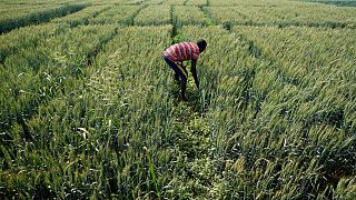 'Food colonialism': Nigeria divided over GMO crops