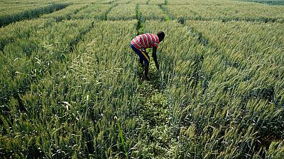 'Food colonialism': Nigeria divided over GMO crops