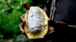 Hausse record du prix du cacao en raison des aléas climatiques en Afrique de l’Ouest
