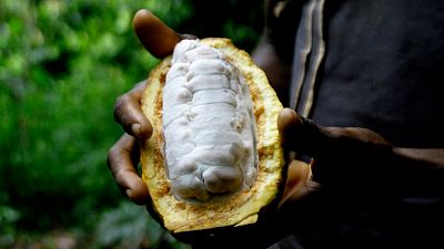 Hausse record du prix du cacao en raison des aléas climatiques en Afrique de l’Ouest
