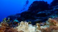 Scientists fear the oceans’ prolonged hotter state is now the ‘new normal’.