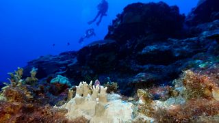 Scientists fear the oceans’ prolonged hotter state is now the ‘new normal’.