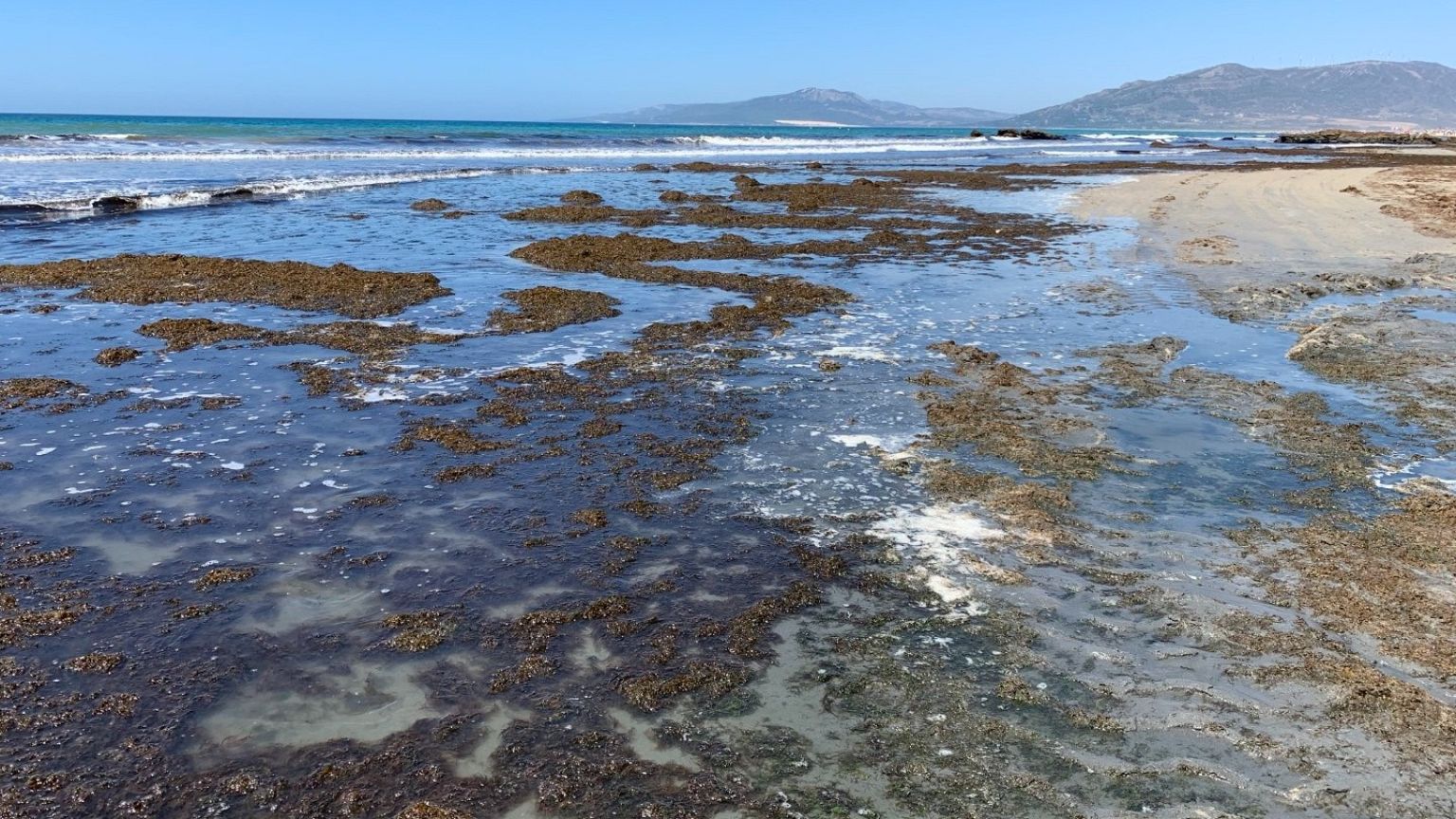 El Balnerario beach in Tarifa infested with invasive Asian seaweed