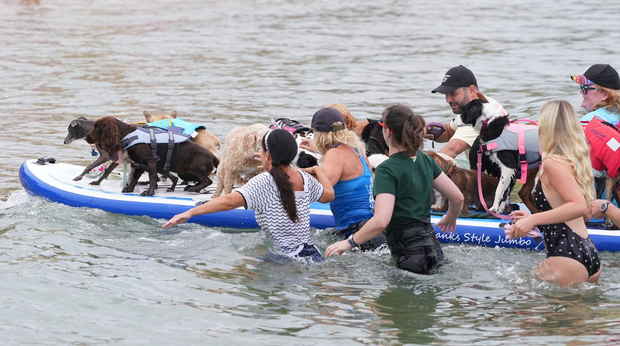 People try to break the Guinness World Record for the most dogs on a paddle board