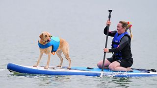 Margo the whippet wins UK Dog Surf Championships