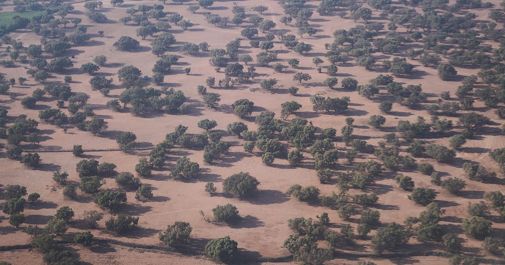 Morocco’s argan oil boom threatens forests and rural livelihoods