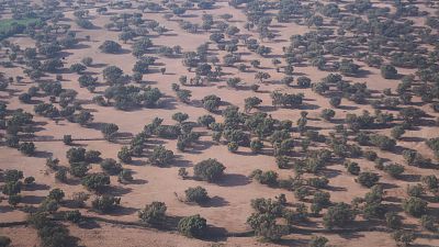 Morocco’s argan oil boom threatens forests and rural livelihoods