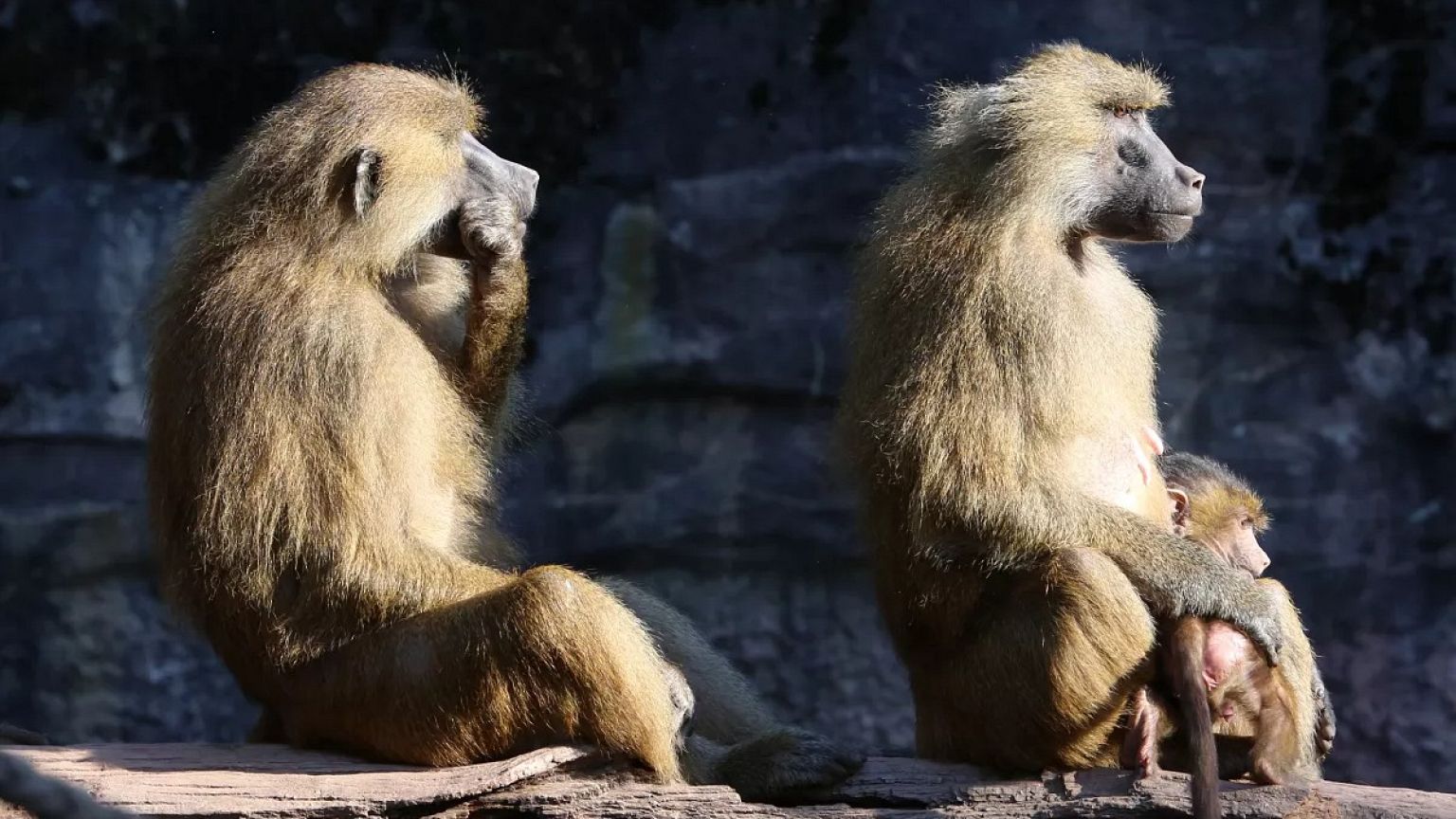 Babouins de Guinée photographiés au zoo de Nuremberg, 3 octobre 2014