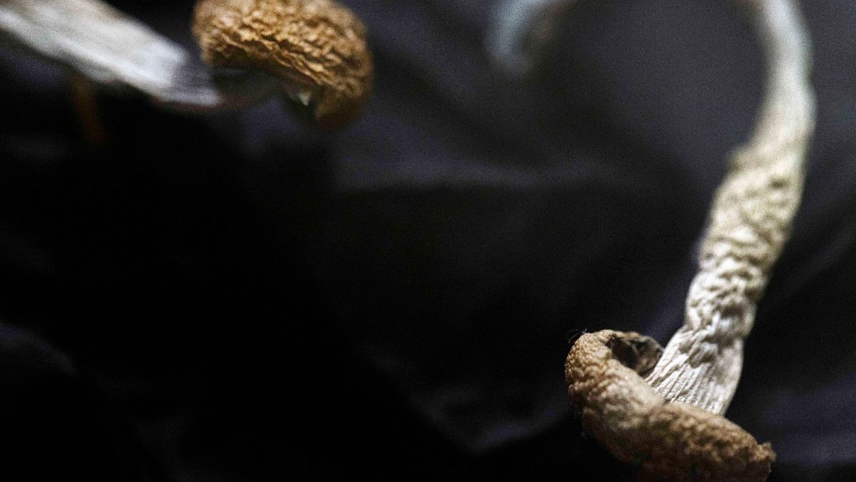Germany to allow some depressed patients to try psilocybin amid psychedelic medicine boom