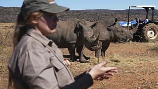 South Africa injects Rhino horns with radioactive material to combat poaching