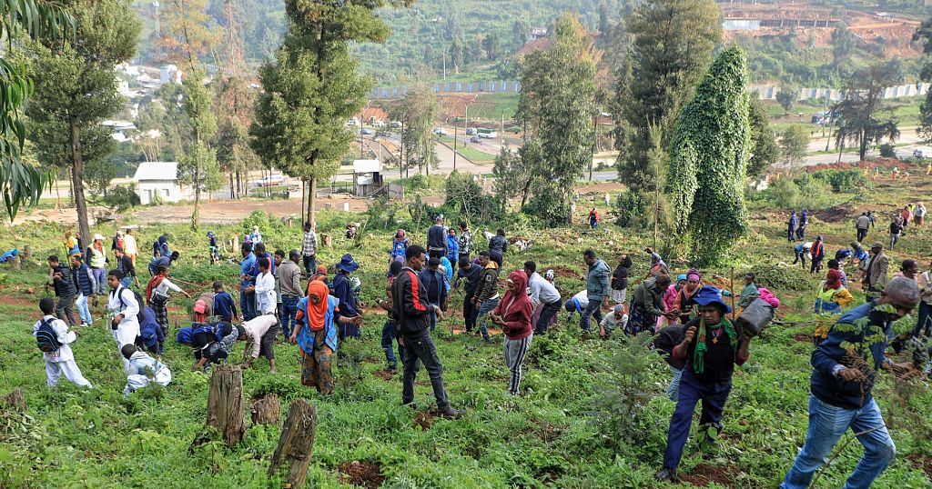 Ethiopians plant 700 million tree seedlings in a day in reforestation campaign