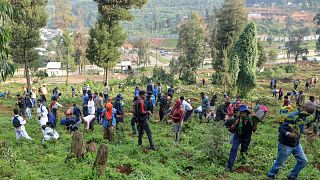 Éthiopie : 700 millions d’arbres plantés pour lutter contre la déforestation