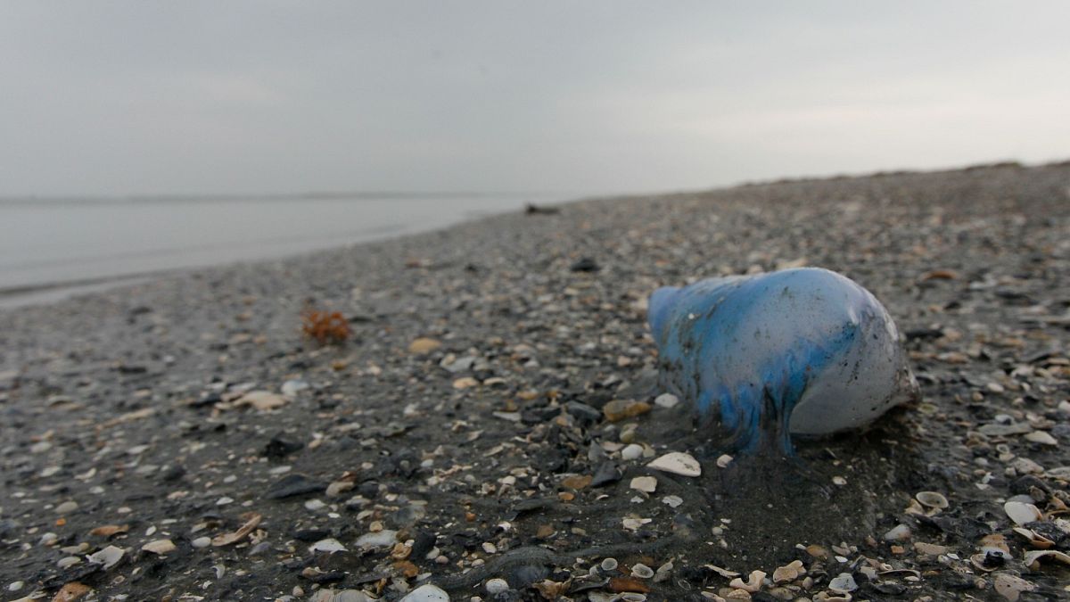 Several beaches in France close after sightings of venomous Portuguese man o'war