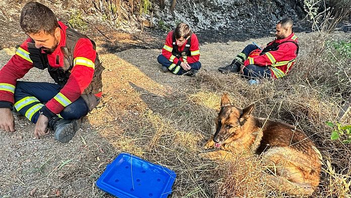 Portogallo: guarda il video del cane che accompagna i vigili del fuoco dopo essere stato salvato dalle fiamme