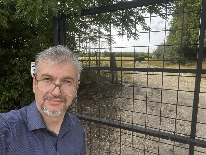 Bölény a kerítés mögött