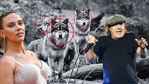 How are Scarlett Johansson and AC/DC being used to scare off wolves?