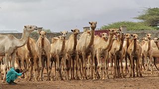 Camel dairies signal change in Somalia’s livestock economy
