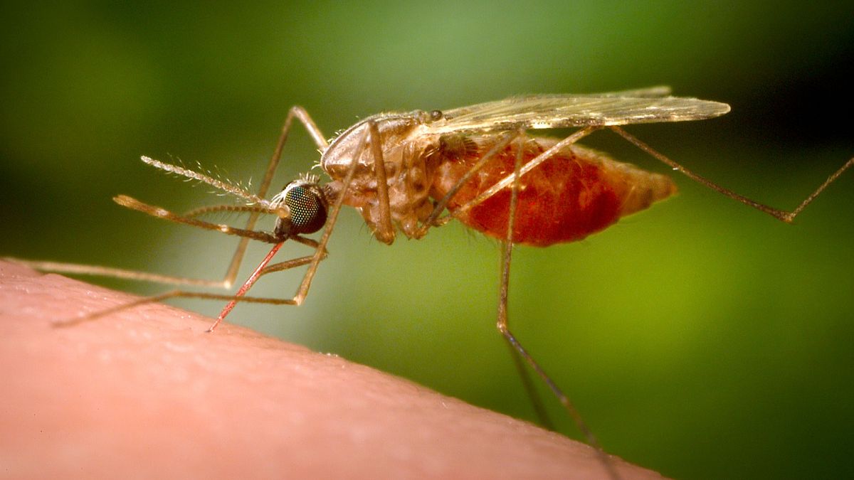 China reports thousands of cases of mosquito-borne chikungunya virus