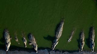 Israël :  un groupe de crocodiles euthanasié en Cisjordanie