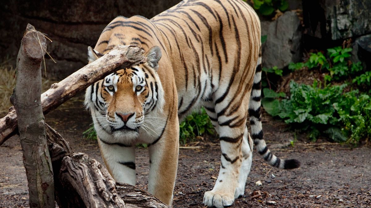 Danish zoo asks people to donate small animals to feed its predators