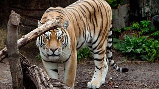 FILE - A tiger walks in the tiger den in Copenhagen’s Zoo, Copenhagen on Wednesday, July 11, 2012.