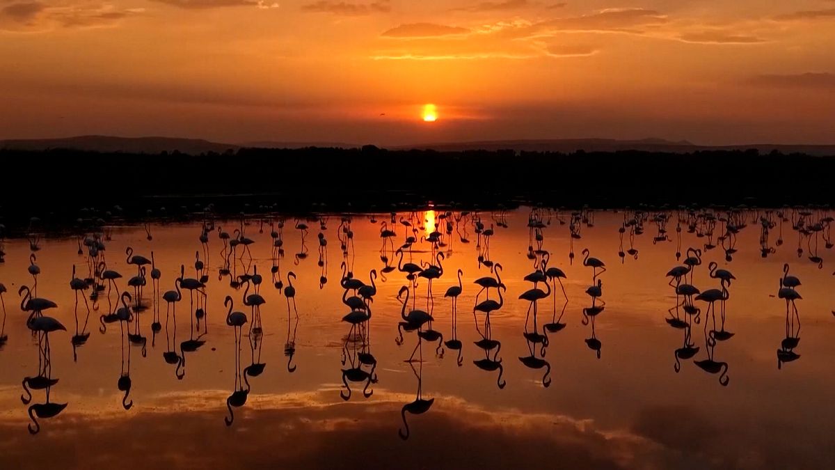 Flamingos regressam ao Lago Van durante migração sazonal