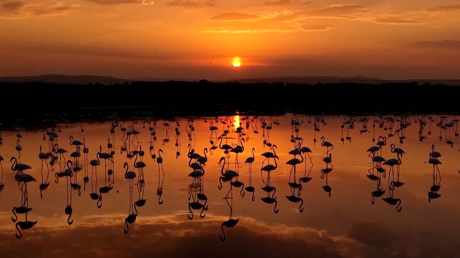 Flamingos return to Lake Van during seasonal migration