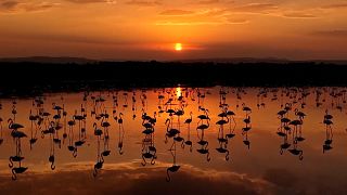 Flamingos return to Lake Van during seasonal migration