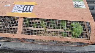 Lagos airport seizes over 1600 exotic birds headed for Kuwait