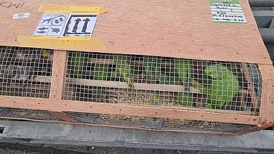 Lagos airport seizes over 1600 exotic birds headed for Kuwait
