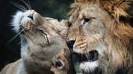 Male Barbary lion Bart and female Khalila rest in their enclosure, Czech Republic, Wednesday, Aug. 6, 2025. 
