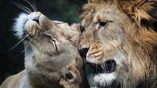 ‘Extinct in the wild’ Barbary lion cubs in Czech zoo prepare for relocation