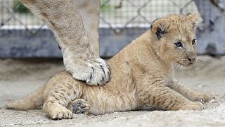 République Tchèque : les lions de barbarie transférés dans d'autres zoos