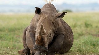 A black rhino is seen at Nairobi National Park, on the outskirts of Nairobi.