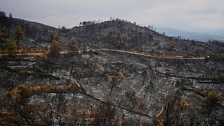 Καμένα δέντρα από τη μεγαλύτερη πυρκαγιά της Γαλλίας εδώ και δεκαετίες στη Fontjoncouse, στη νότια Γαλλία, Παρασκευή 8 Αυγούστου 2025.