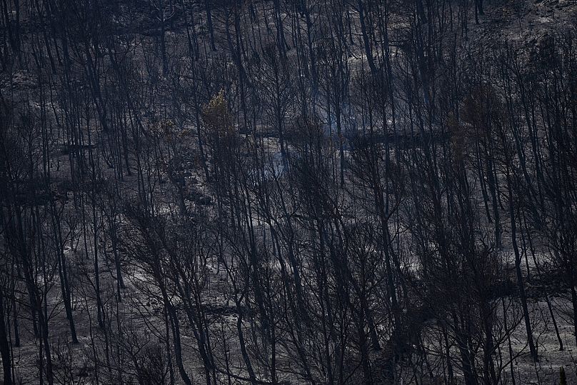 Burned trees are pictured during one of the largest wildfire in decades in Fontjoncouse, southern France, Friday, Aug.8, 2025.