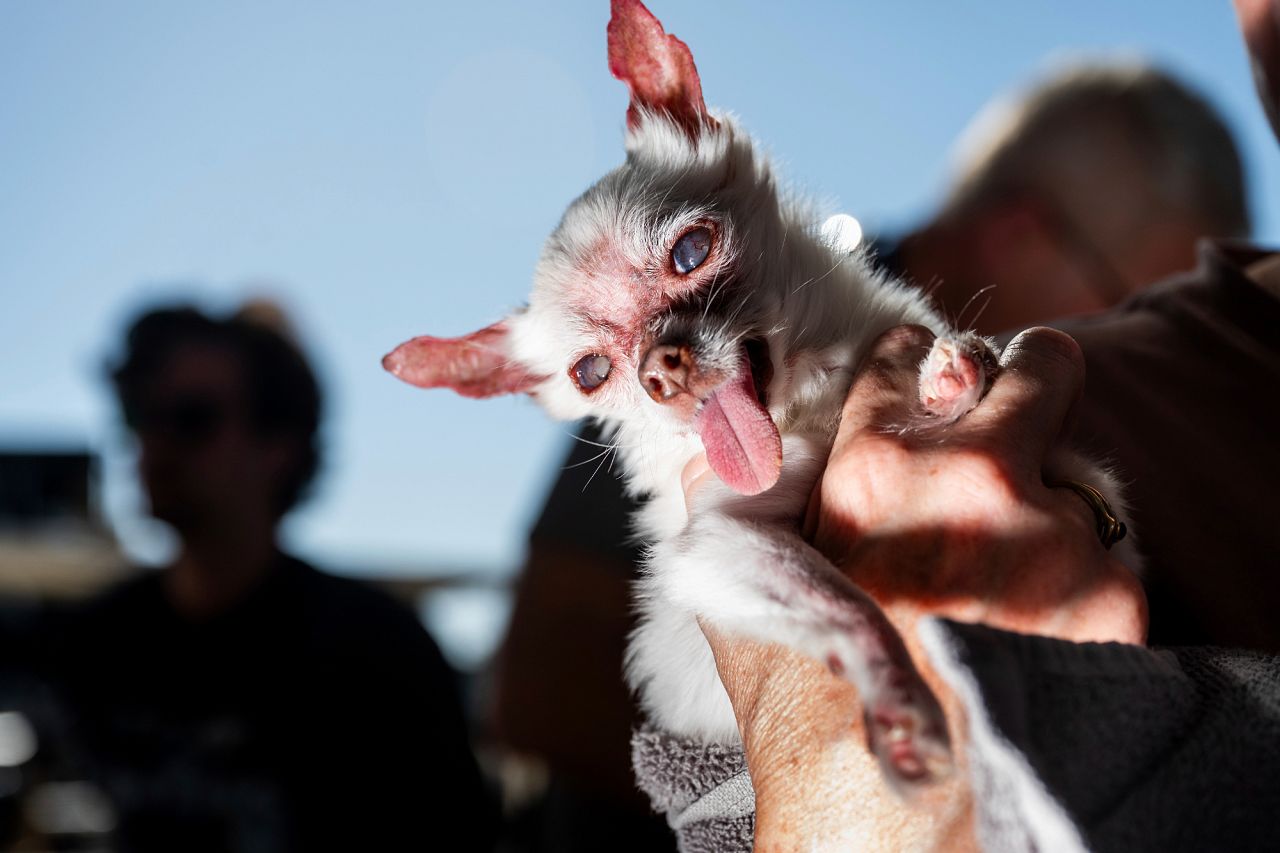 Nezumi, a 13-year-old Chihuahua