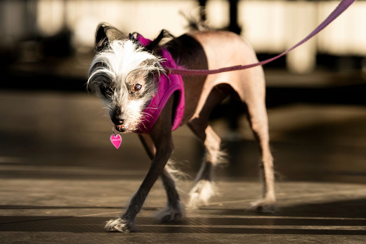 Poppy, a 7-year-old Chinese Crested