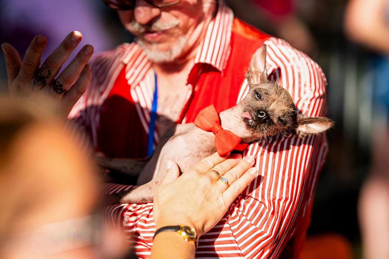 Little Prince Wonder, an 8-year-old Chinese Crested