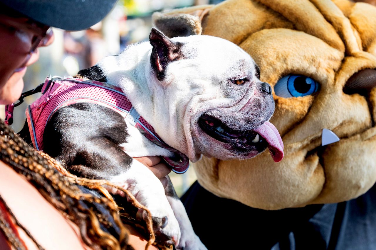 Truffles, a 6-year-old micro bully