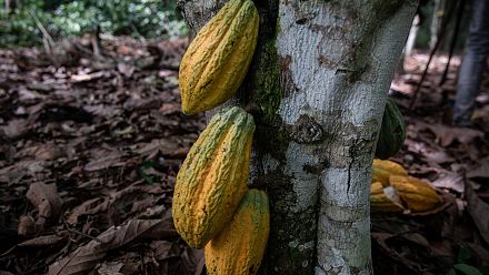 Le Ghana baisse le prix du cacao à la ferme pour stimuler la demande