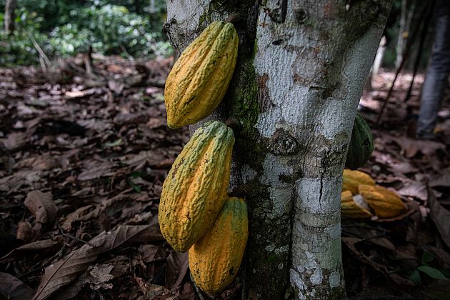 Le Ghana baisse le prix du cacao à la ferme pour stimuler la demande